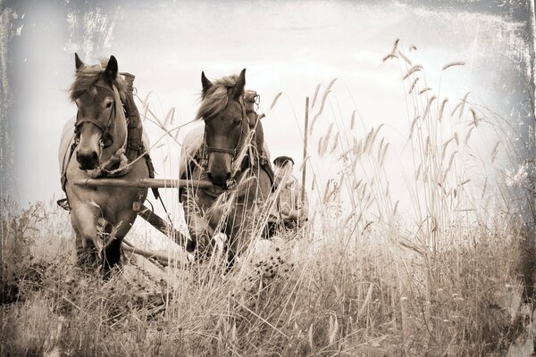 Horses carrying a cart in the field