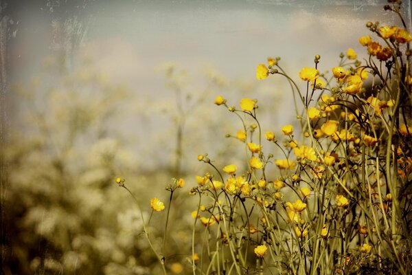 Yellow flowers summer background