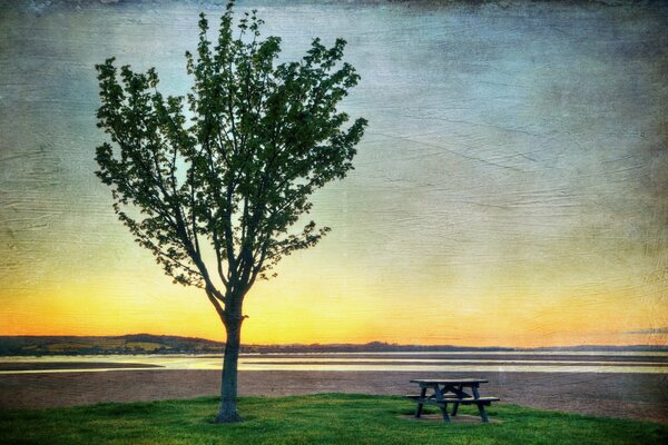 A tree and a bench at sunset