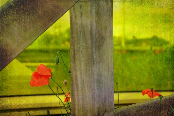 Photo d été de coquelicots qui poussent près de la clôture