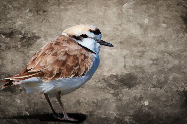 Pequeño pájaro pintado sobre un fondo gris