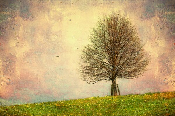 Picture of a summer field and a tree