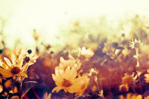 Background with flowers daisies in a clearing in a field