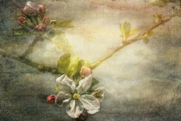 Apple blossom on a branch