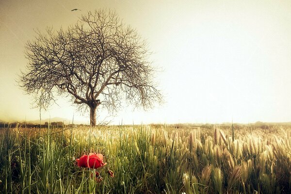 Rote Blume im Gras neben einem Baum