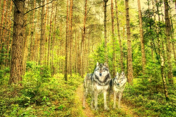 Wolves in a pine forest painted picture