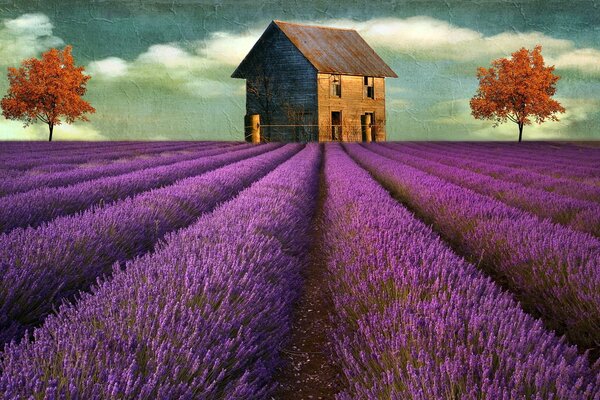 Lavender field, a house and two trees