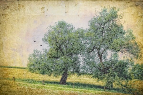Старая фотография поле с деревьями