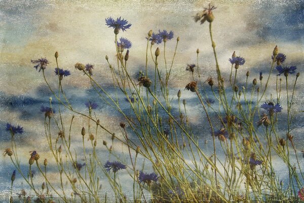 Blue flowers on a gloomy background