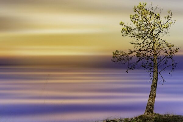 Arbre solitaire sur fond jaune-violet