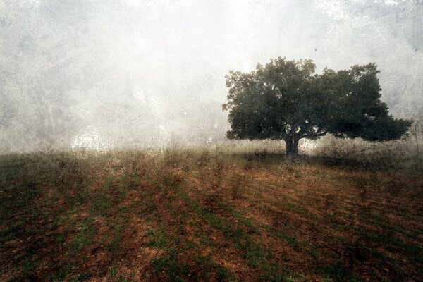 Landschaft eines einsamen Baumes im Feld