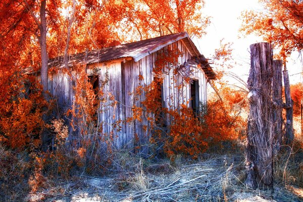 Casa nella foresta con foglie rosse