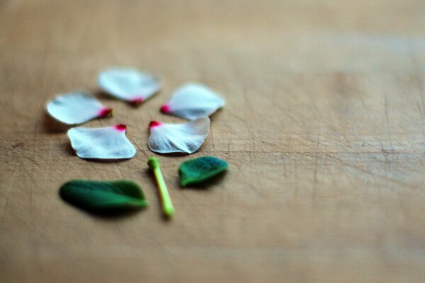 Green and white flower background