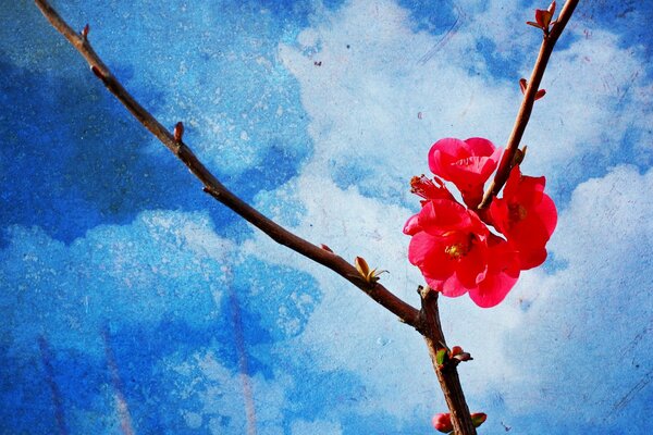 A branch of a pink flower in spring