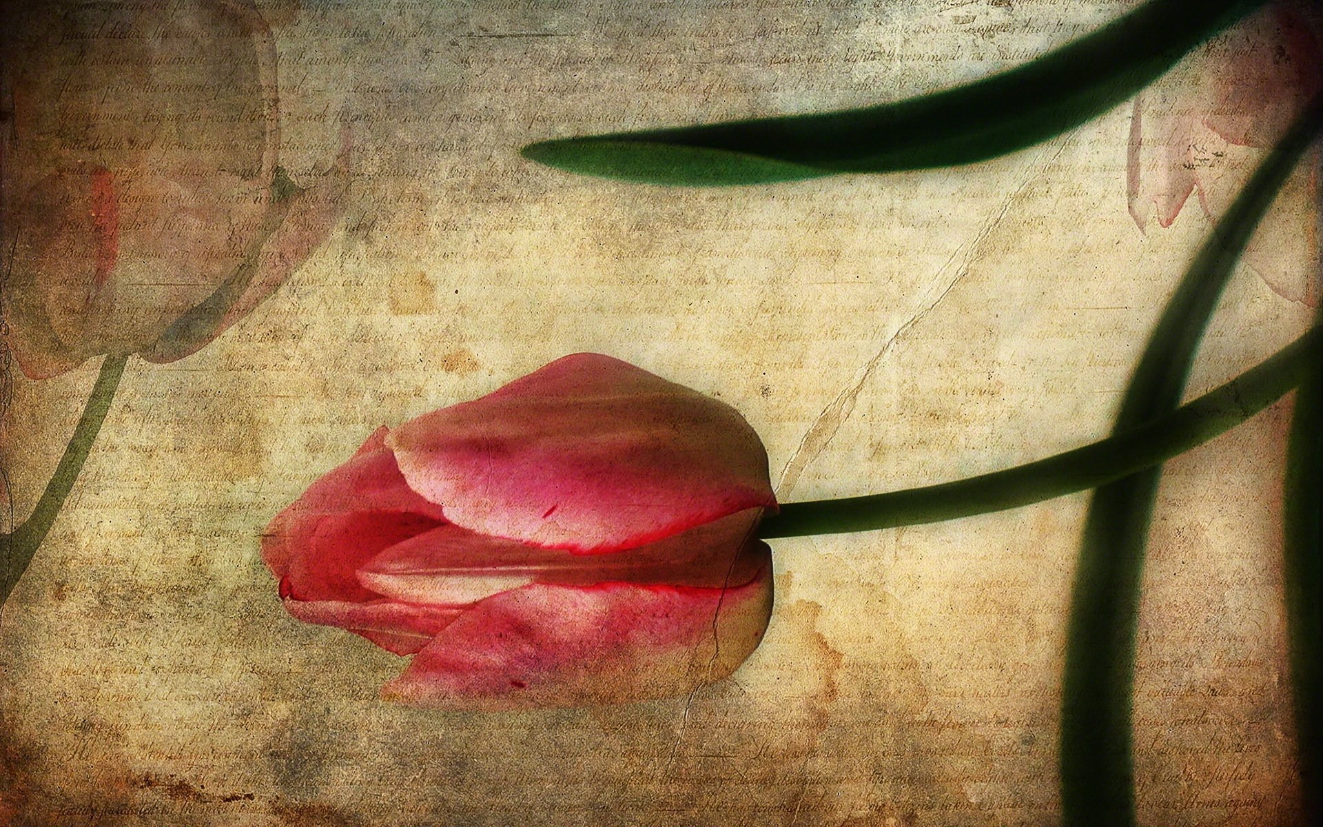 a letter tulip style background