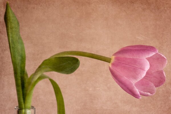 Beautiful pink tulip in a vase