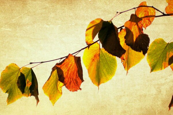 Molto, ramo di un albero con foglie