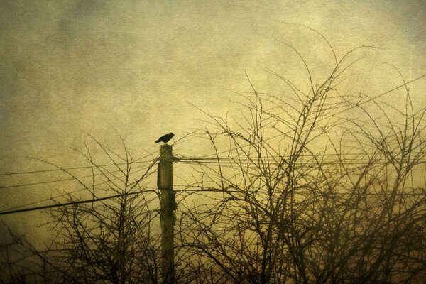 A lonely bird on a pole in the evening