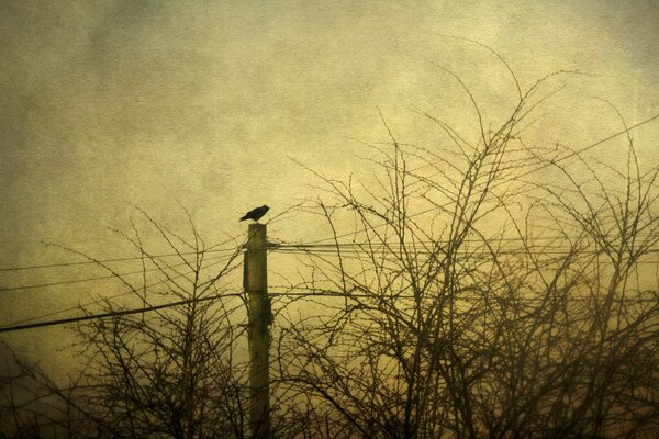 Samotny ptak na słupie wieczorem