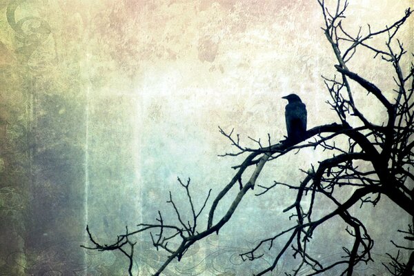 Czarny ptak na czarnym drzewie
