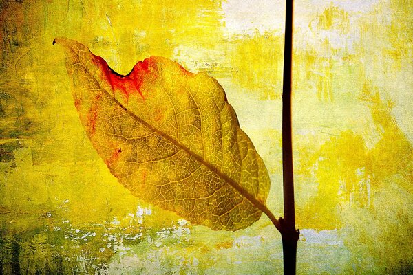 Hoja amarilla contra fondo de pared colorida