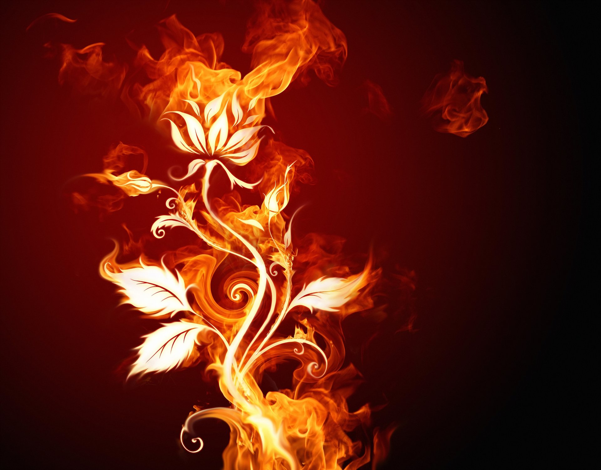 feuer blume