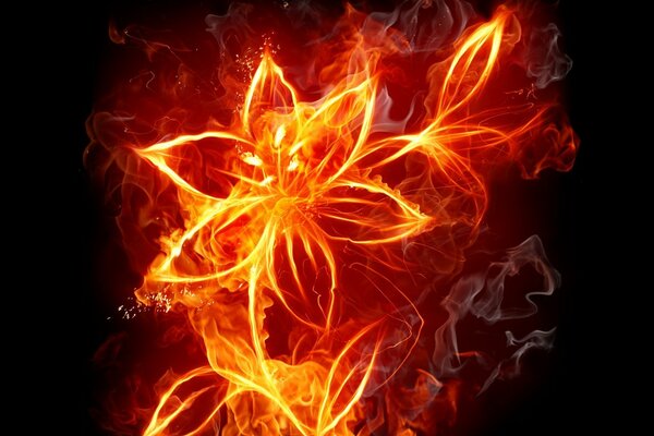 A fiery flower on a dark background