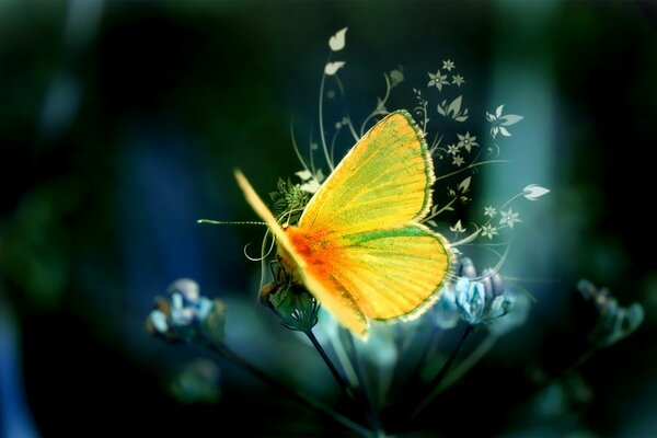 Gemusterter gelber Schmetterling auf einer Blume