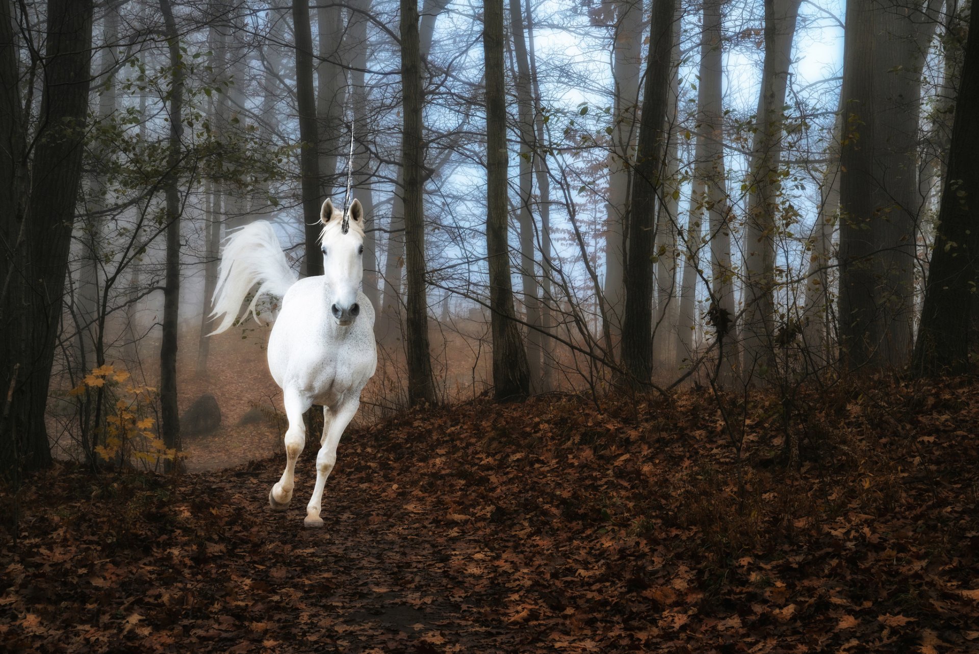 foresta nebbia unicorno