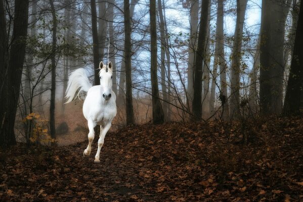 Unicornio en la niebla del bosque corriendo por la tierra