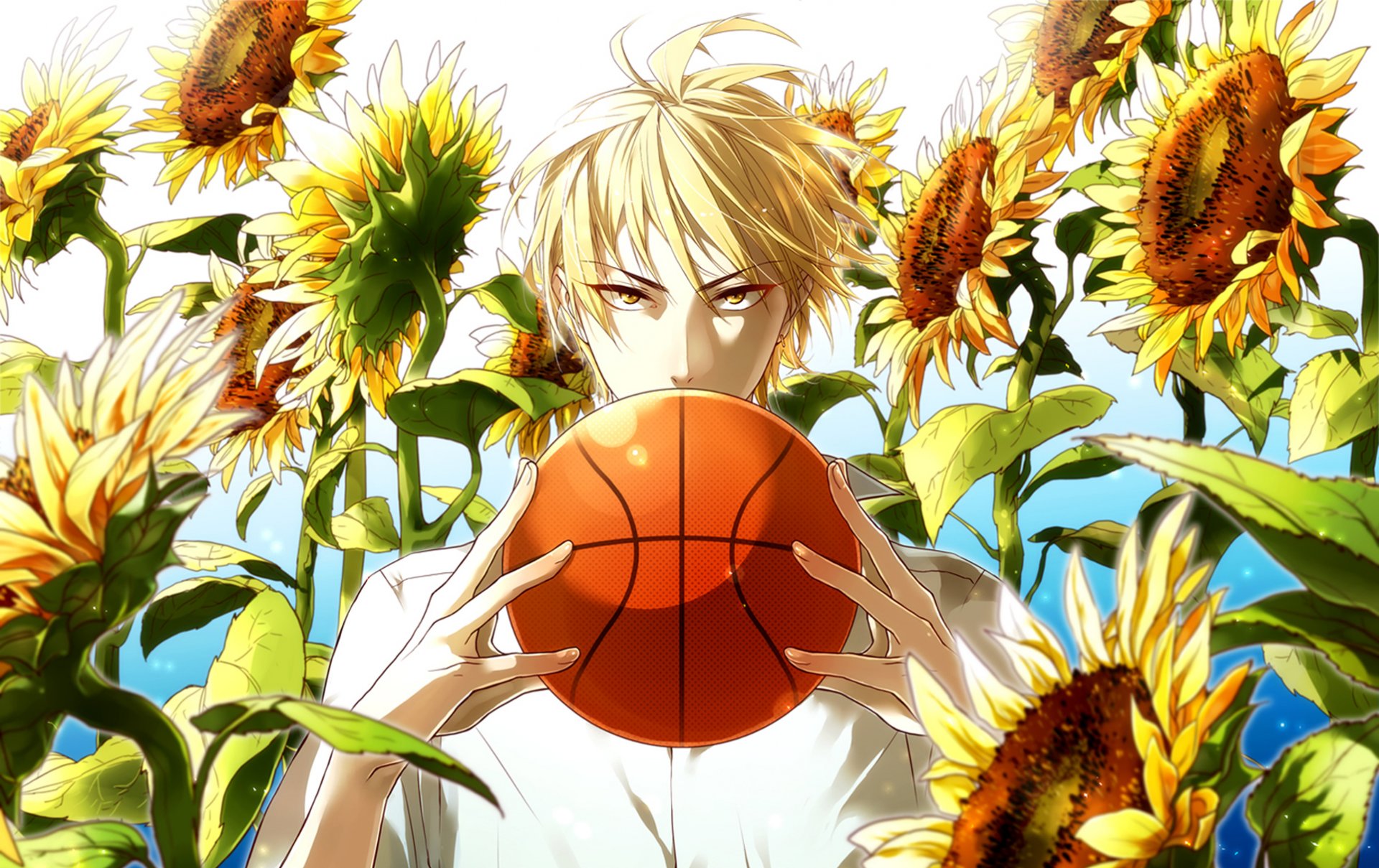 kuroko no canestri kise ryouta kaijou basket kuroko ragazzo palla girasoli vista bagliore di sole