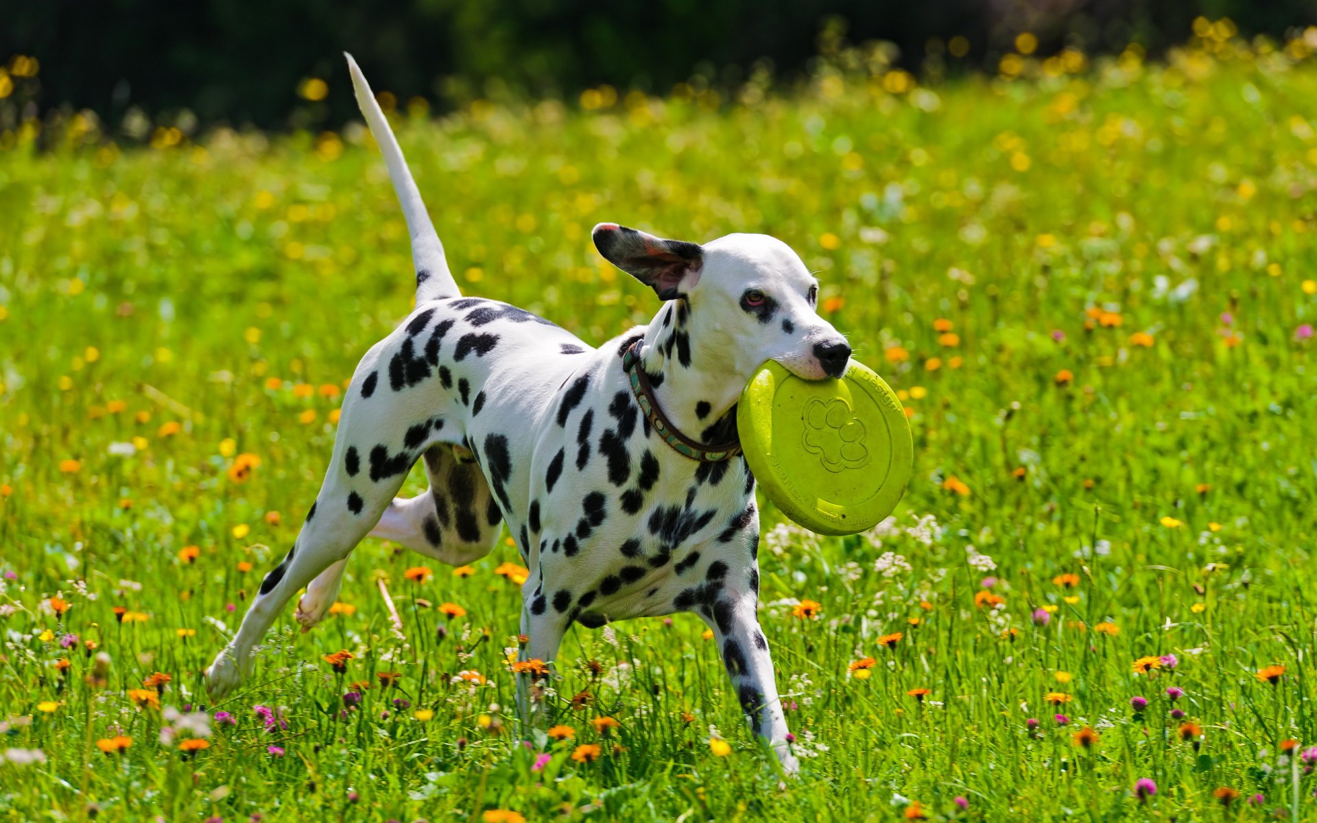 chien dalmantin été