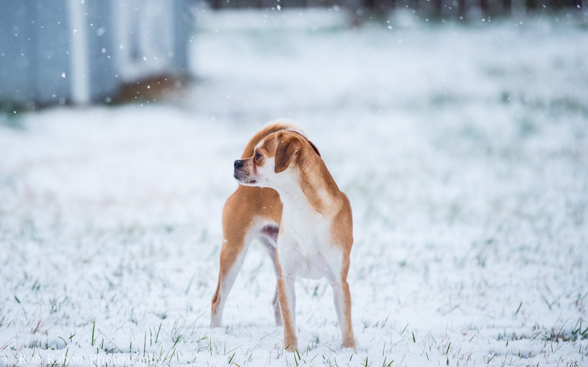 chien hiver fond