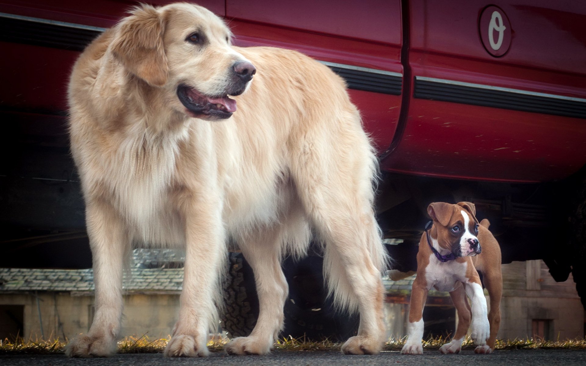 cani amici sfondo