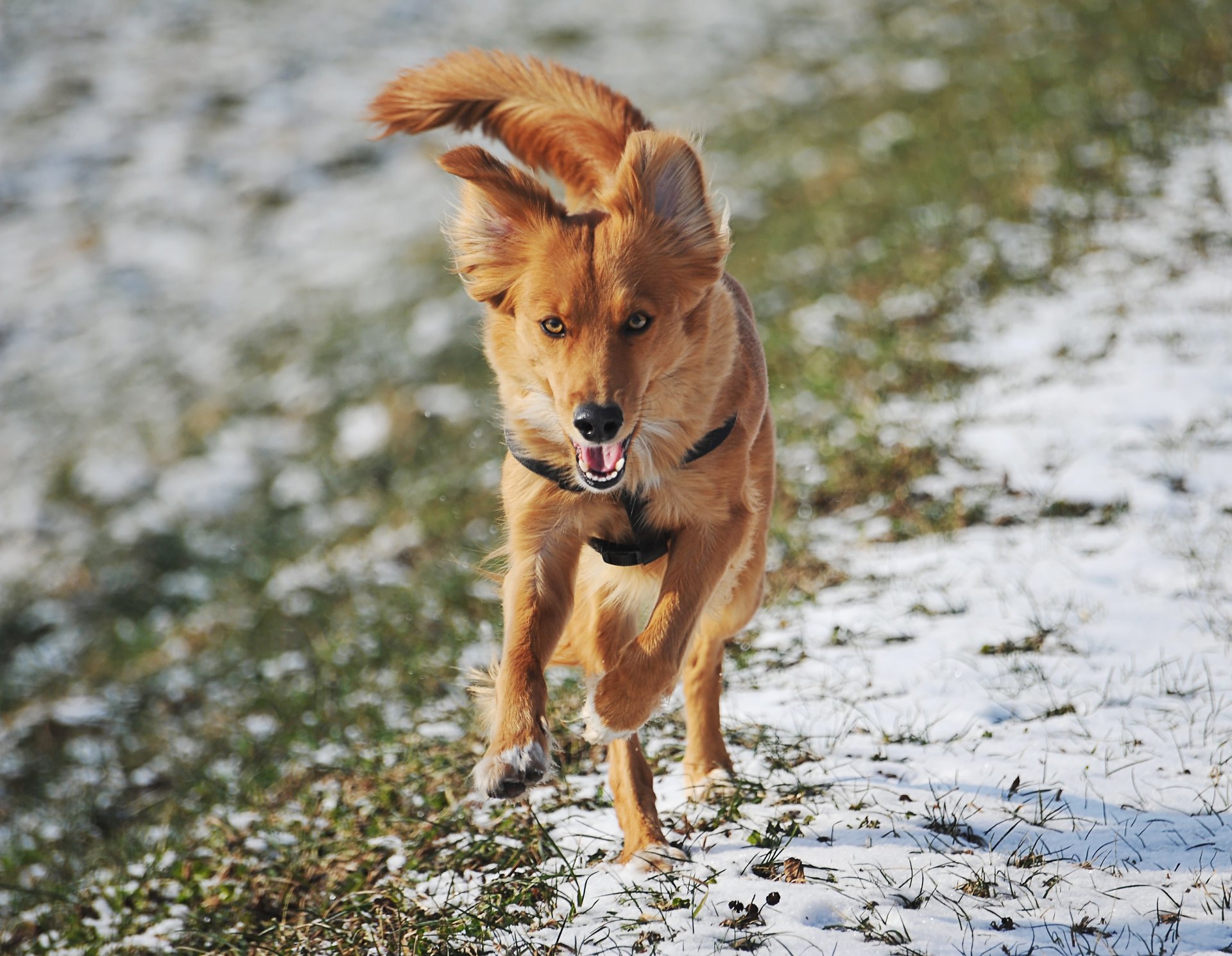 animal mirada corre hierba nieve