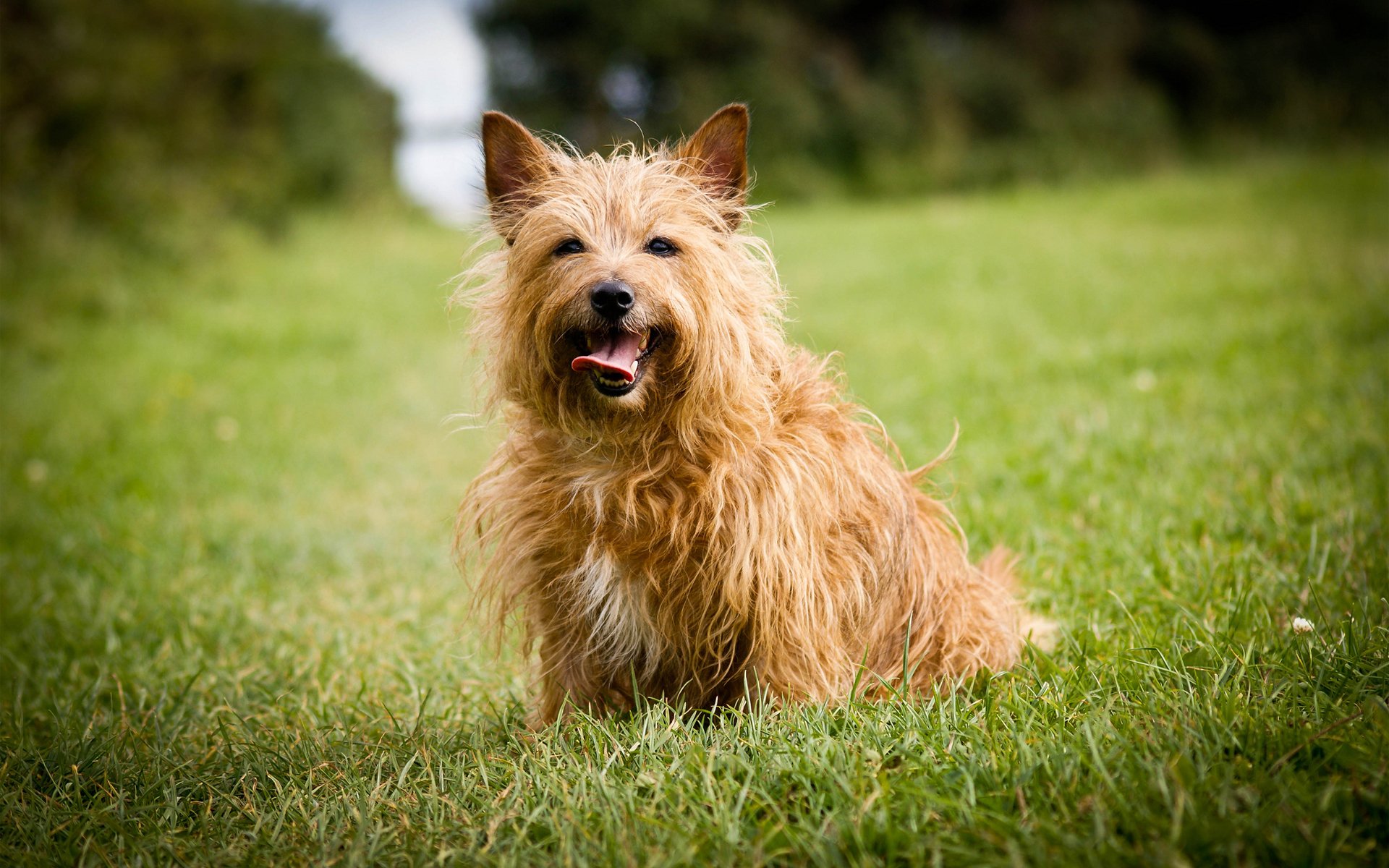 chien herbe pelouse