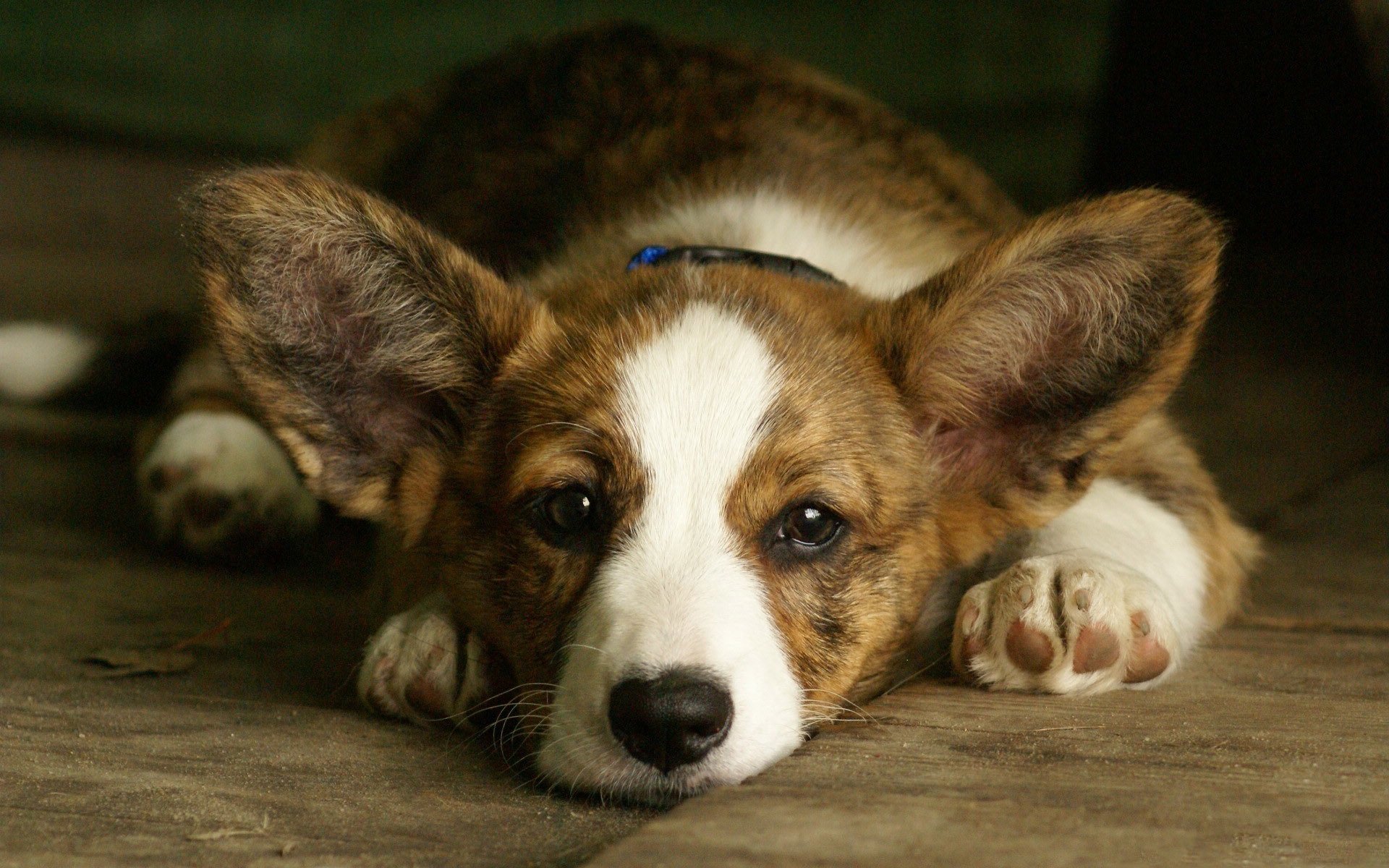 corgi gallese corgi gallese cane muso orecchie sfondo