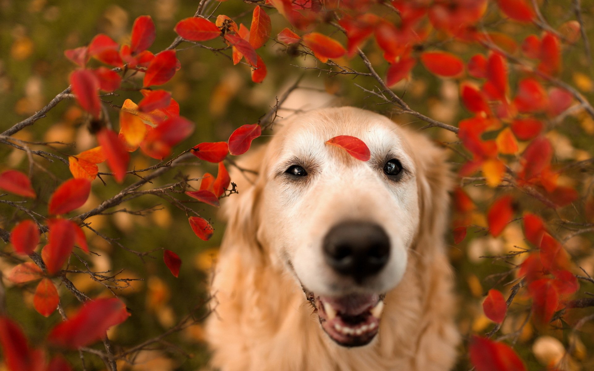 chien feuilles nature