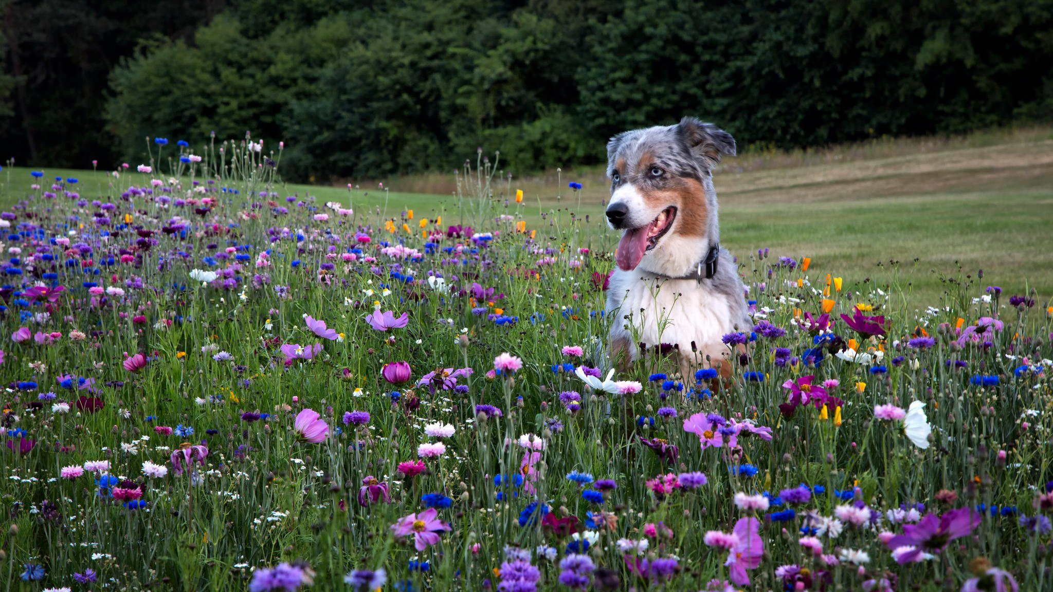 australian shepherd aussie other flower the field