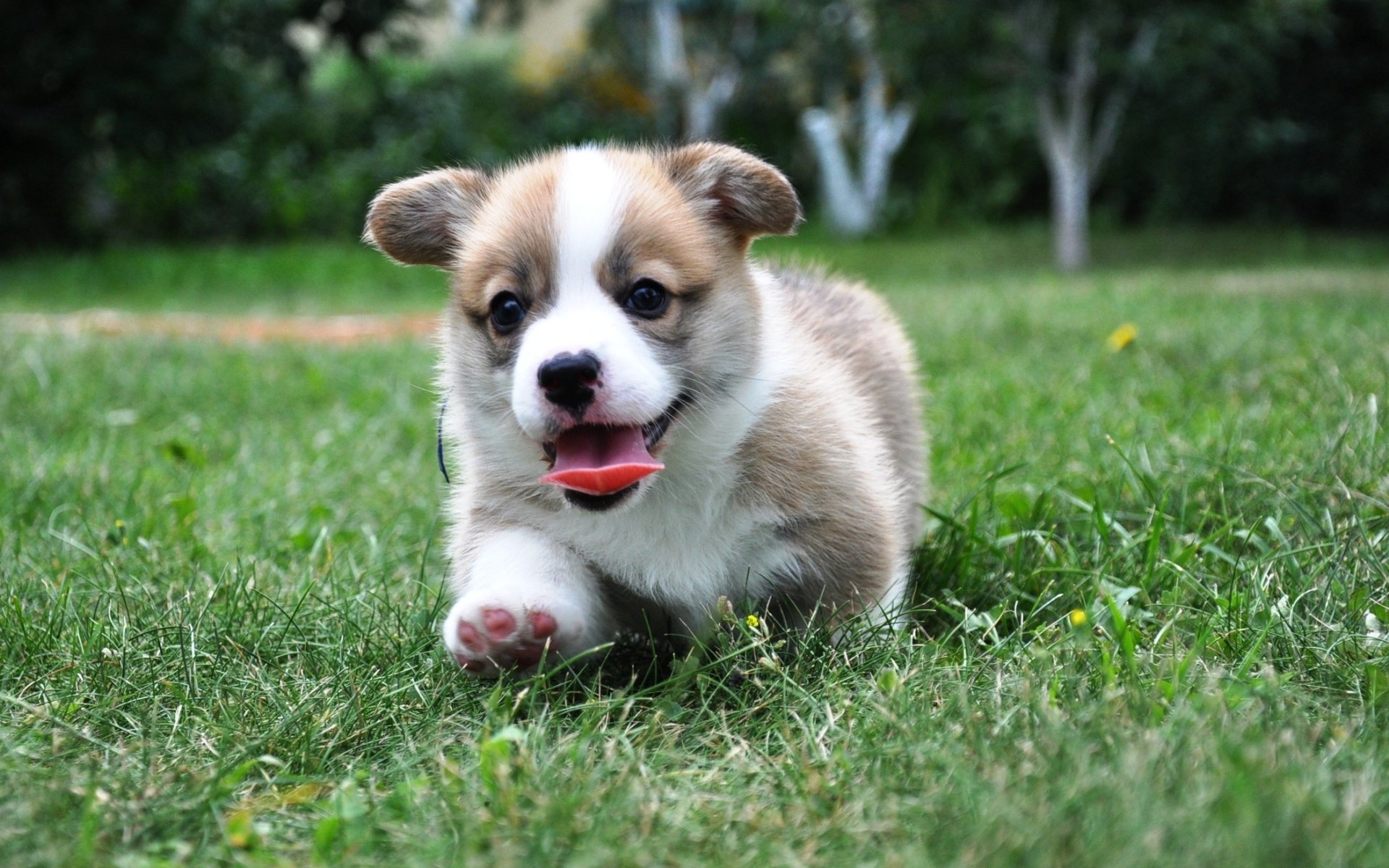 welsh corgi pembroke welsh corgi pies szczeniak język trawa tło