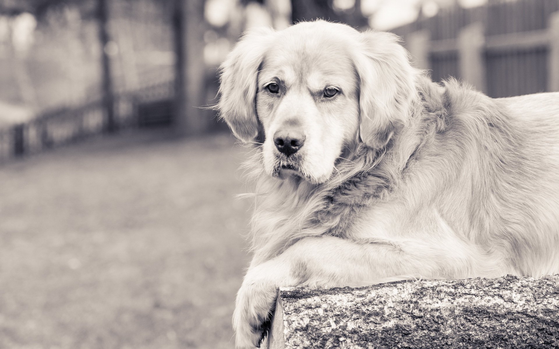 dog view other golden retriever