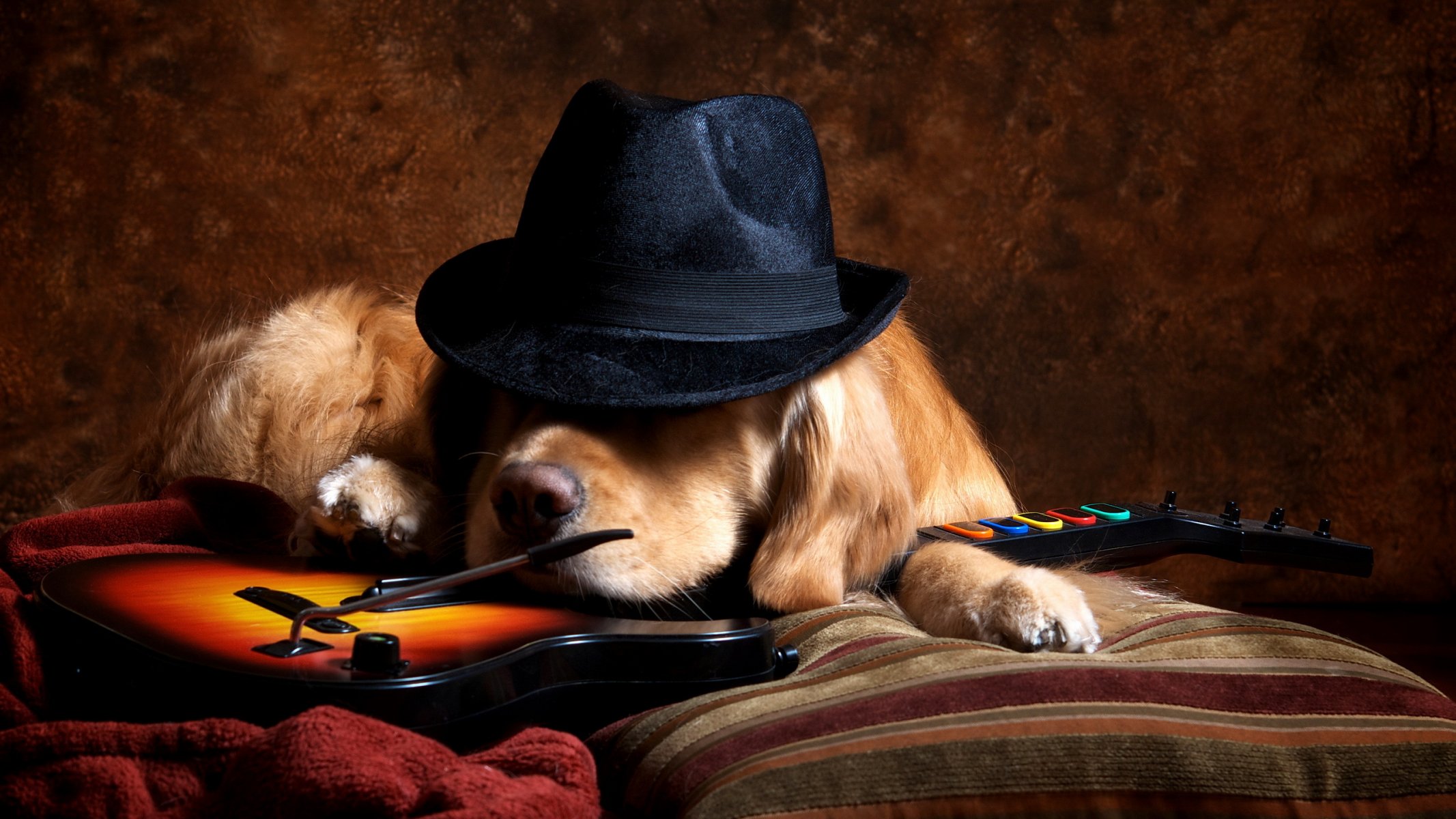 chien ami guitare chapeau