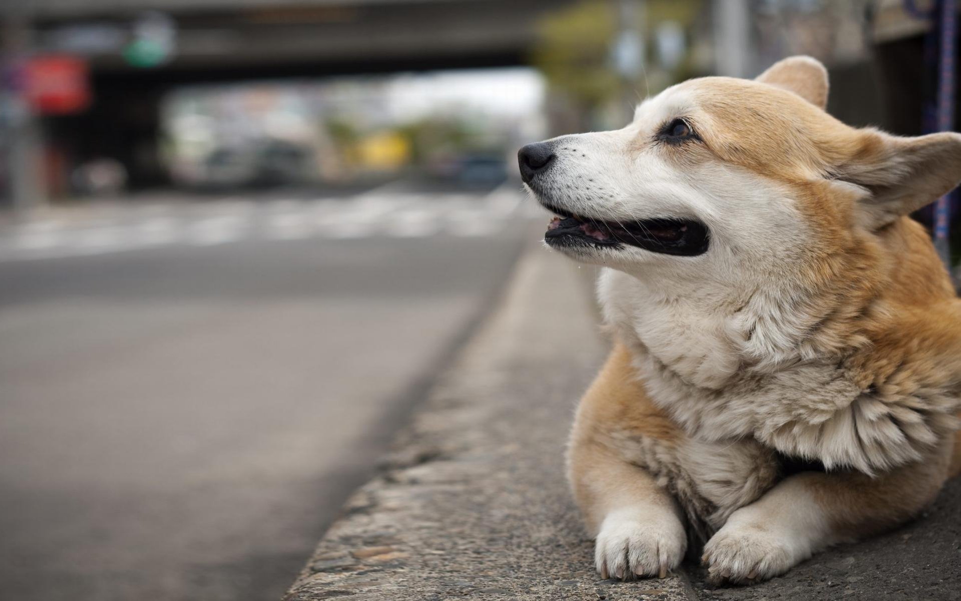 welsh corgi pembroke welsh corgi dog street background