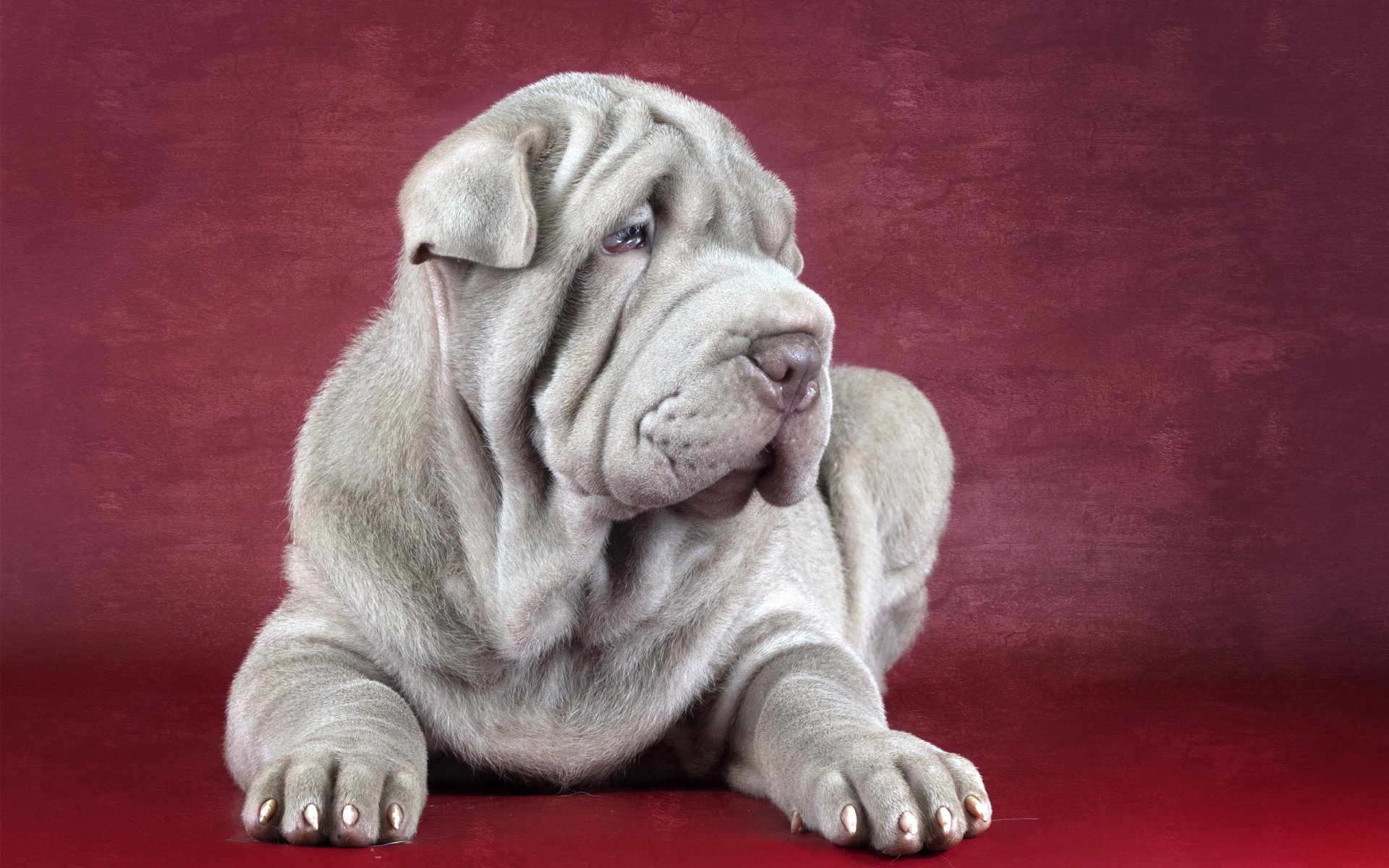 sharpei hund freund