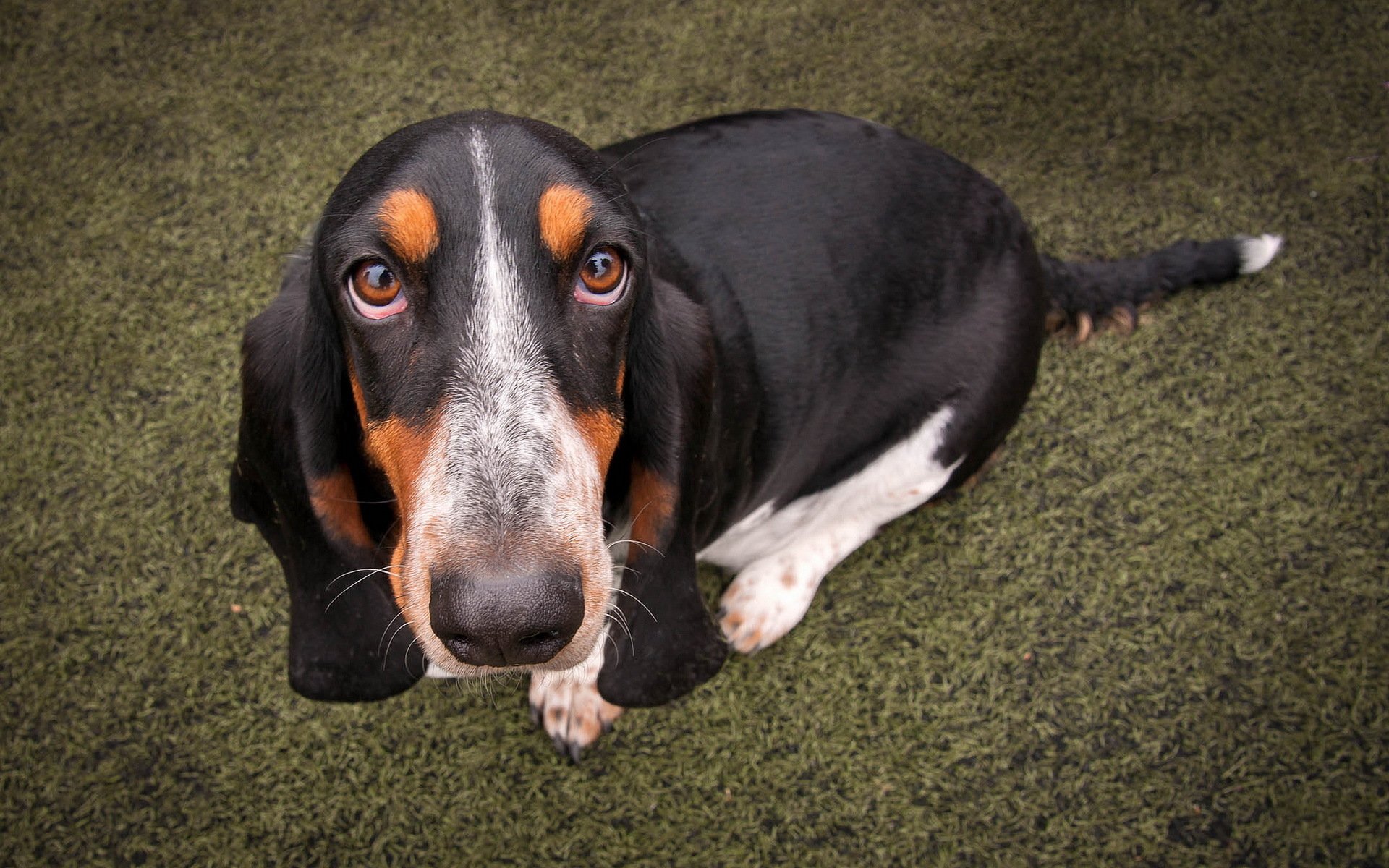 basset perro amigo mirada