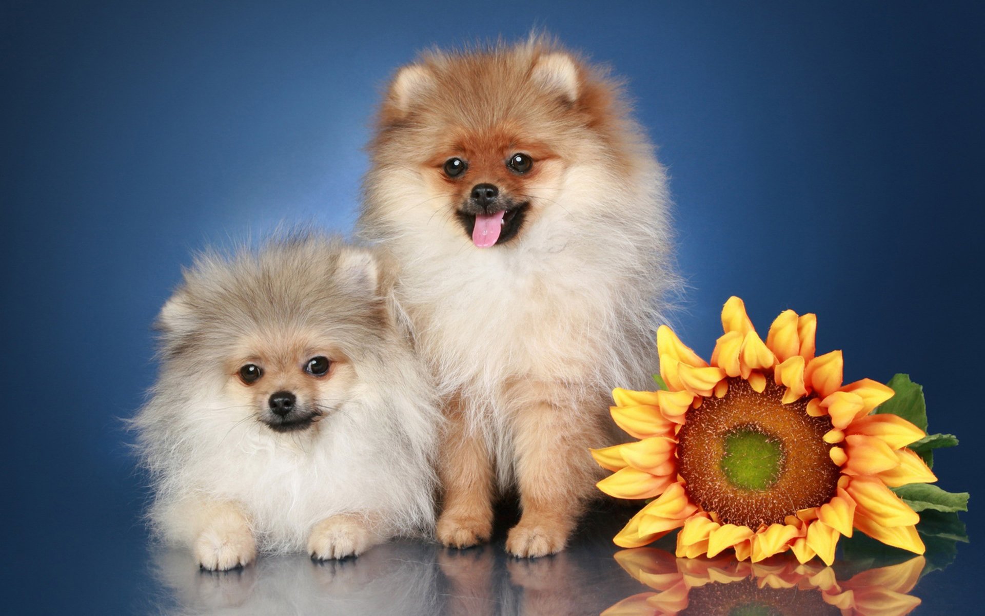 spitz.hund rasse blumen sonnenblumen