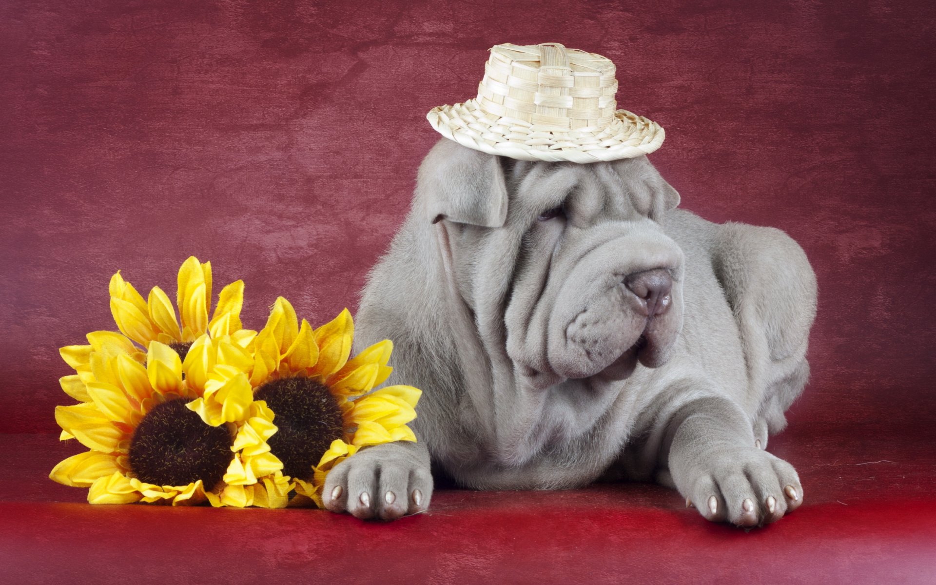 shar pei cane amico