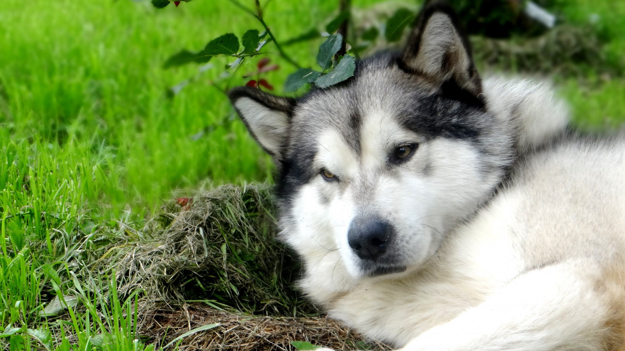 alaskan malamute richard kapuzenpulli nischni nowgorod wolfsfarbe freund grüne tapete