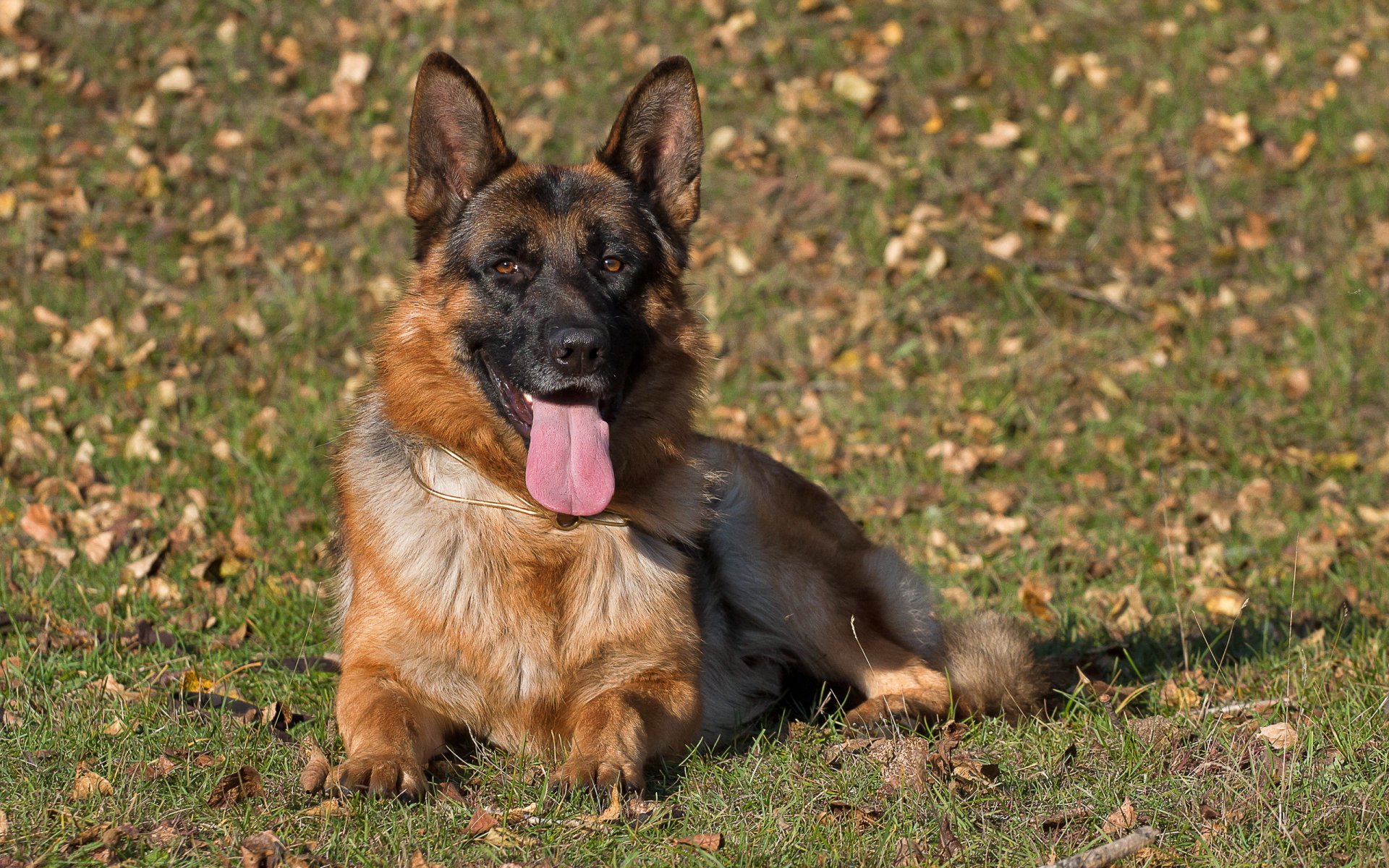 german shepherd dog view