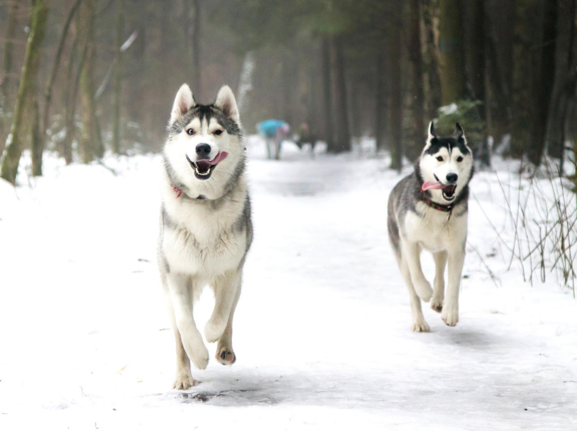 chiens husky husky hiver neige parc course langue